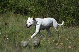 DOGUE ARGENTIN 032